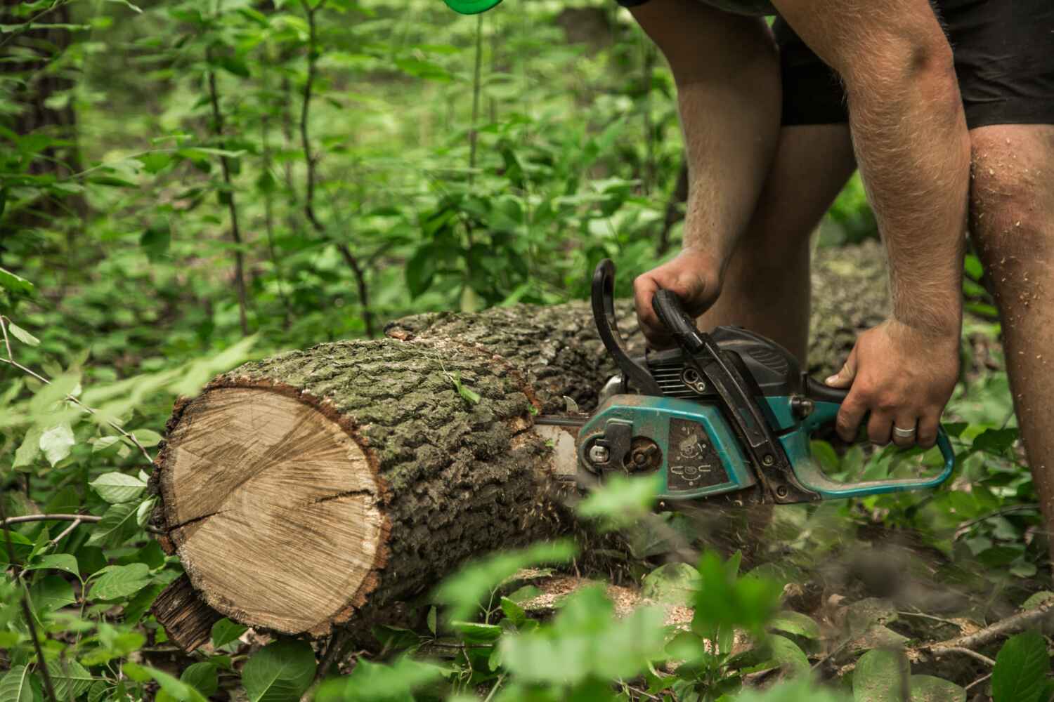 Best Tree Removal Near Me  in Wells Branch, TX